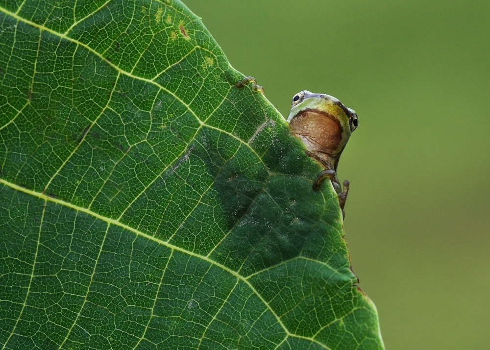 Peek A Boo! von Savas Sener