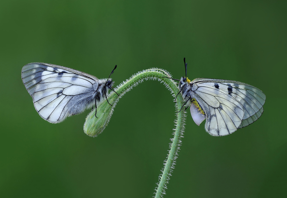 Mr &amp; Mrs Clouded Apollo von Savas Sener