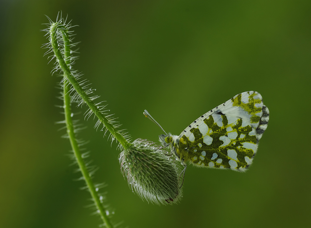 in balance von Savas Sener