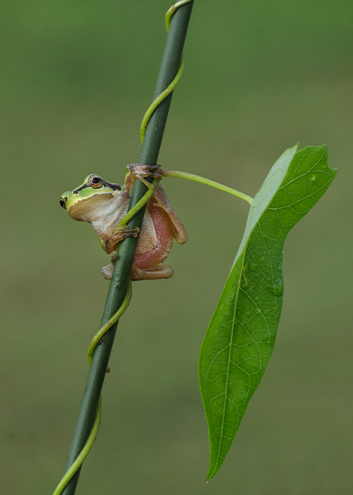 Le frog IX von Savas Sener