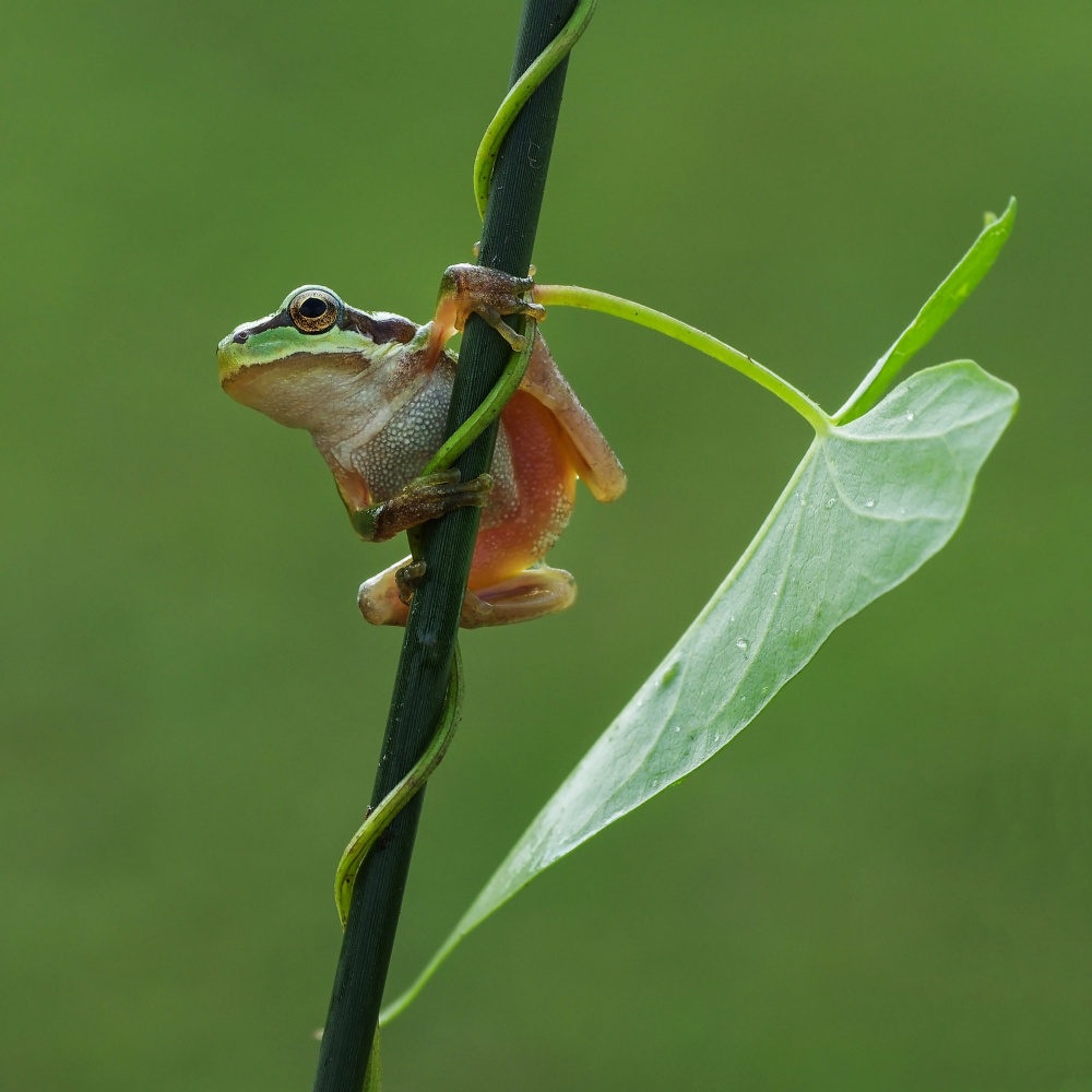 Le Frog VII von Savas Sener