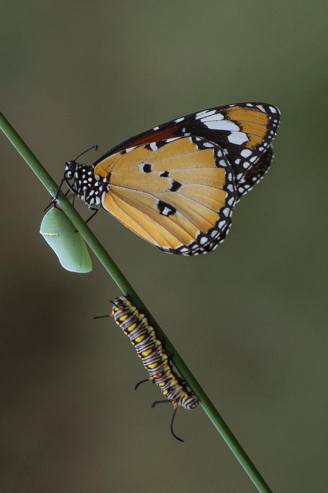 Life cycle von Savas Sener