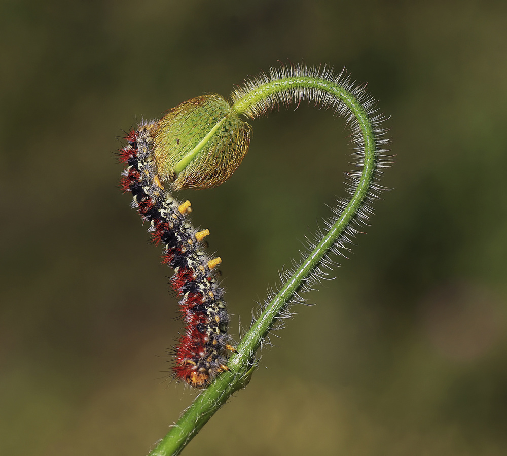 Love von Savas Sener