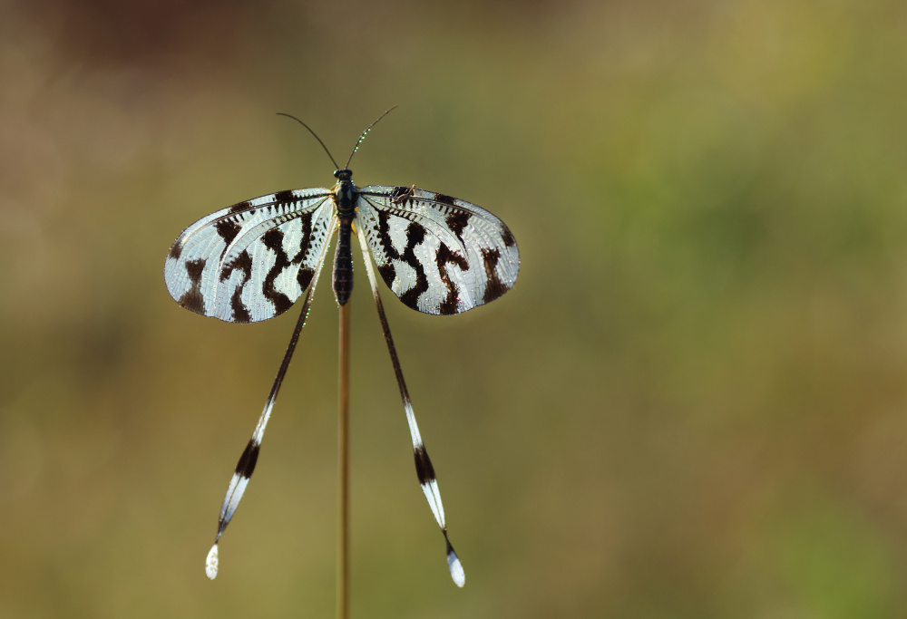 Spoonwing von Savas Sener