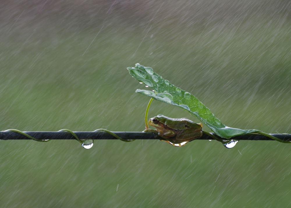 November rain von Savas Sener