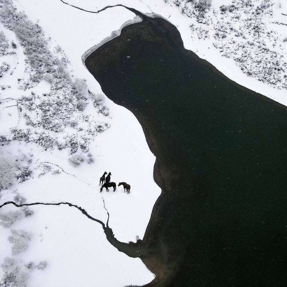 Horses on the snow von Savas Sener