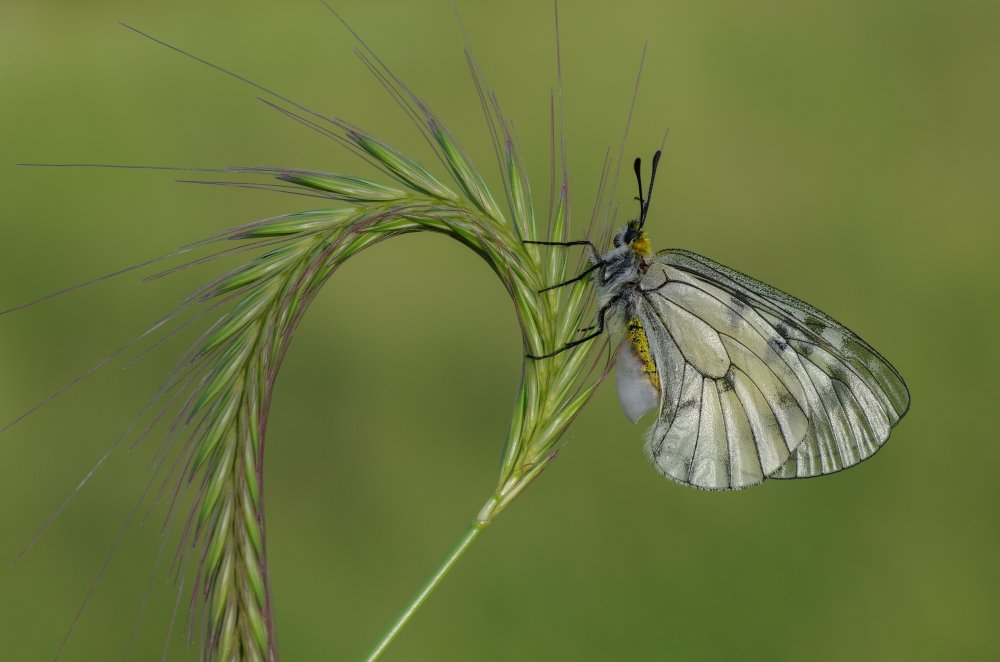 radial von Savas Sener