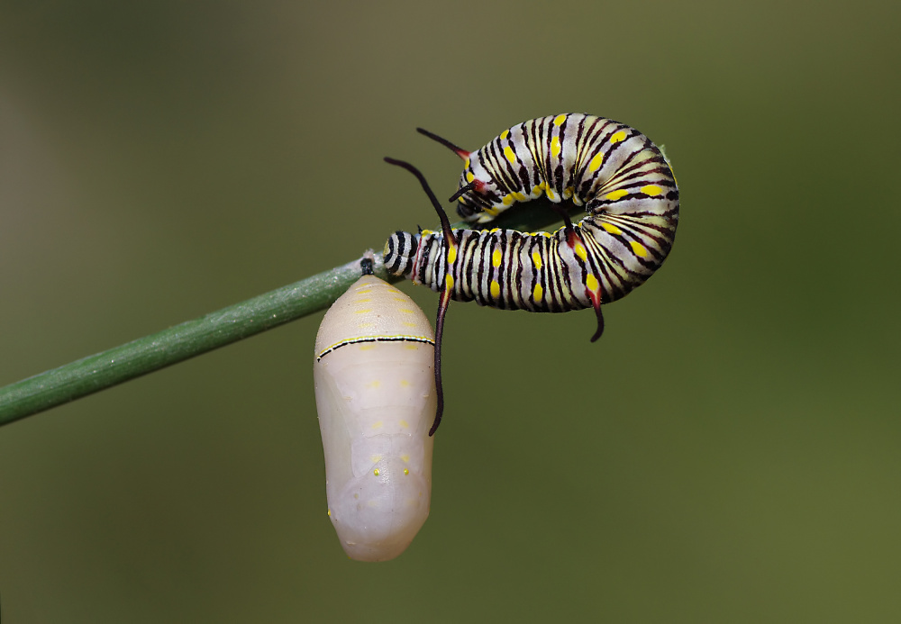 caterpillar and pupae von Savas Sener