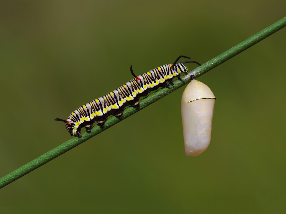 Caterpillar and Pupae of African Queen Butterfly von Savas Sener