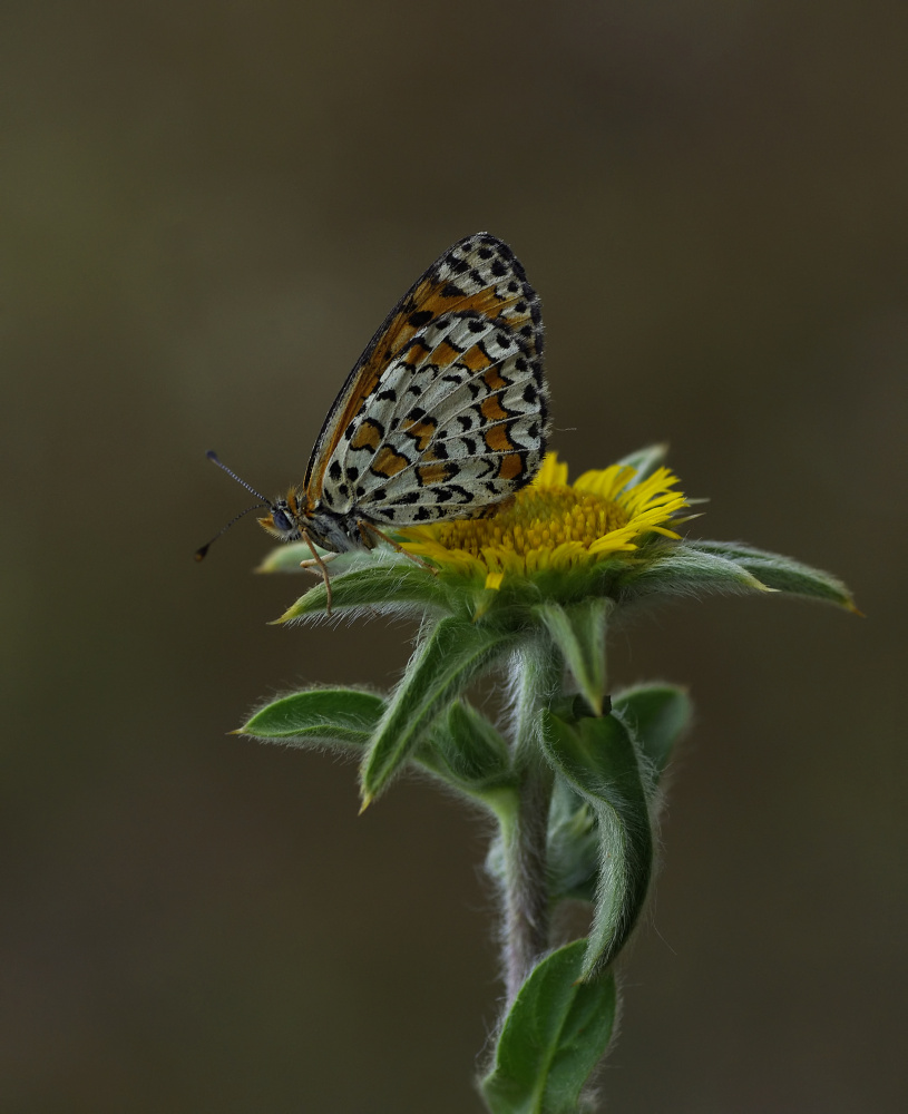 Butterfly von Savas Sener