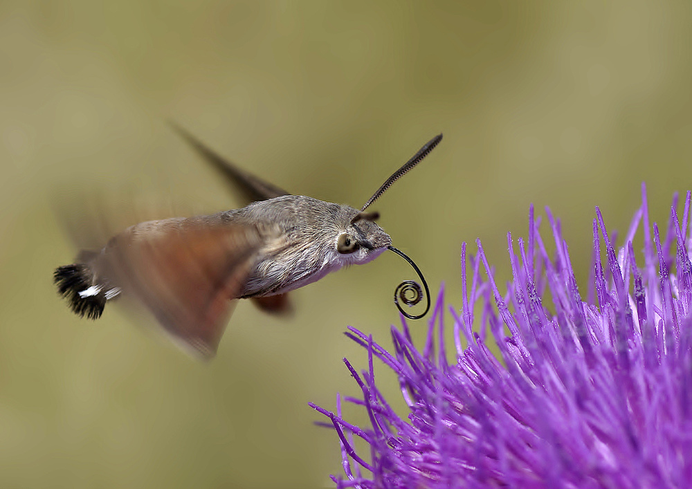 speedy von Savas Sener