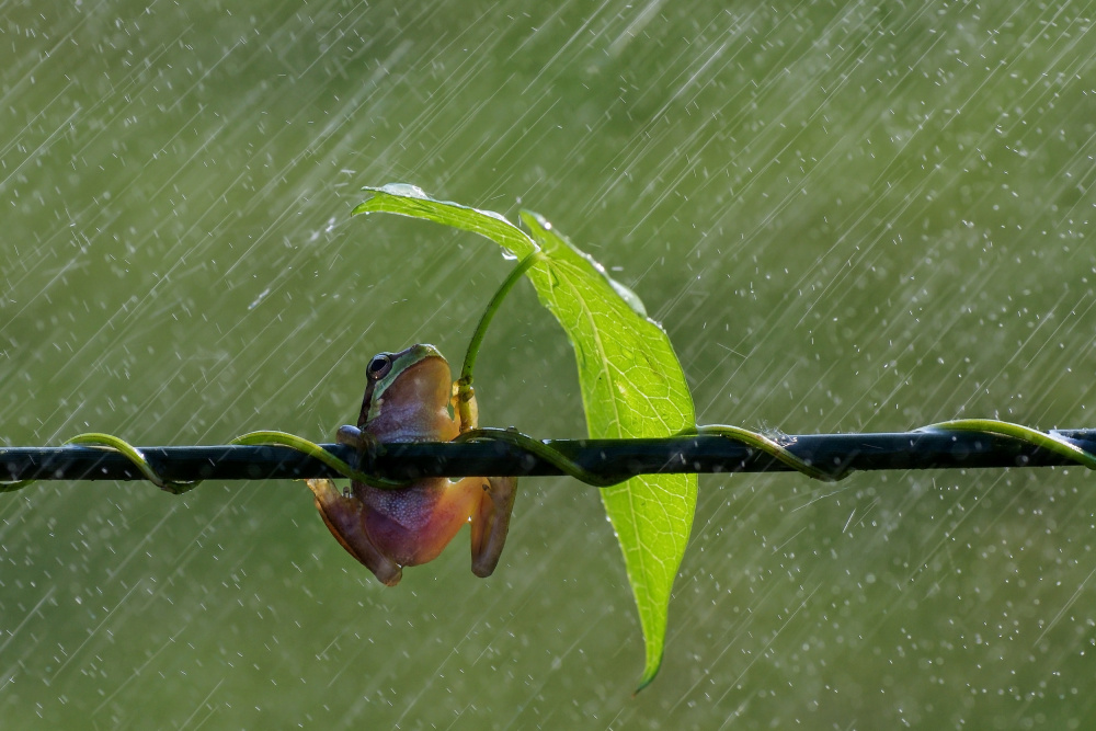 singin in the rain #2 von Savas Sener