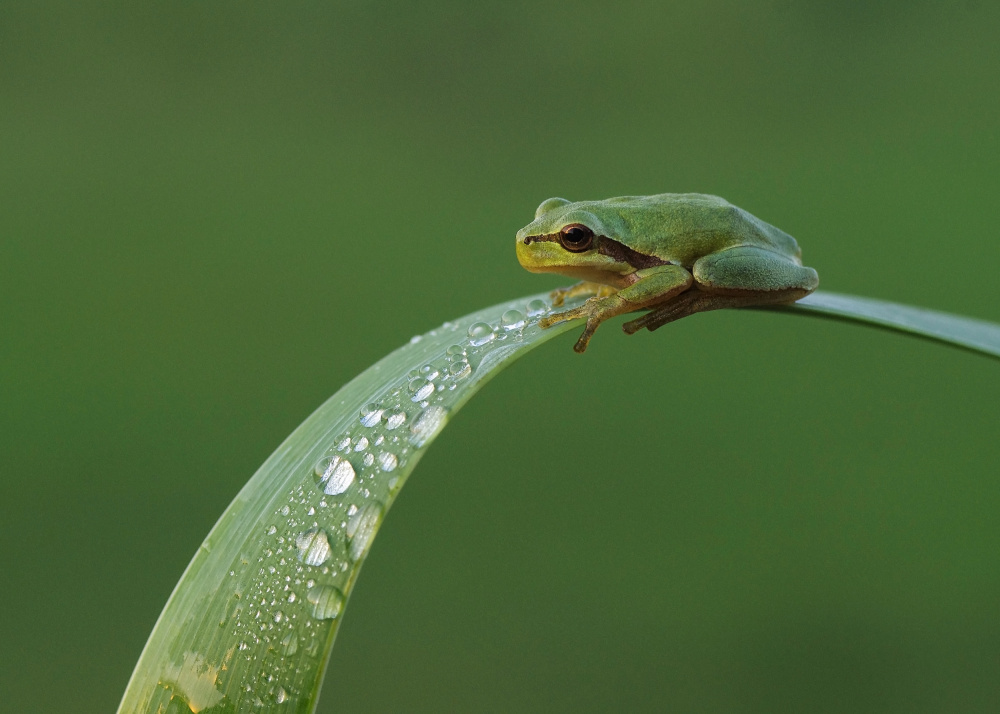 drops von Savas Sener