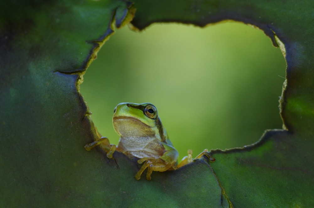 observation von Savas Sener