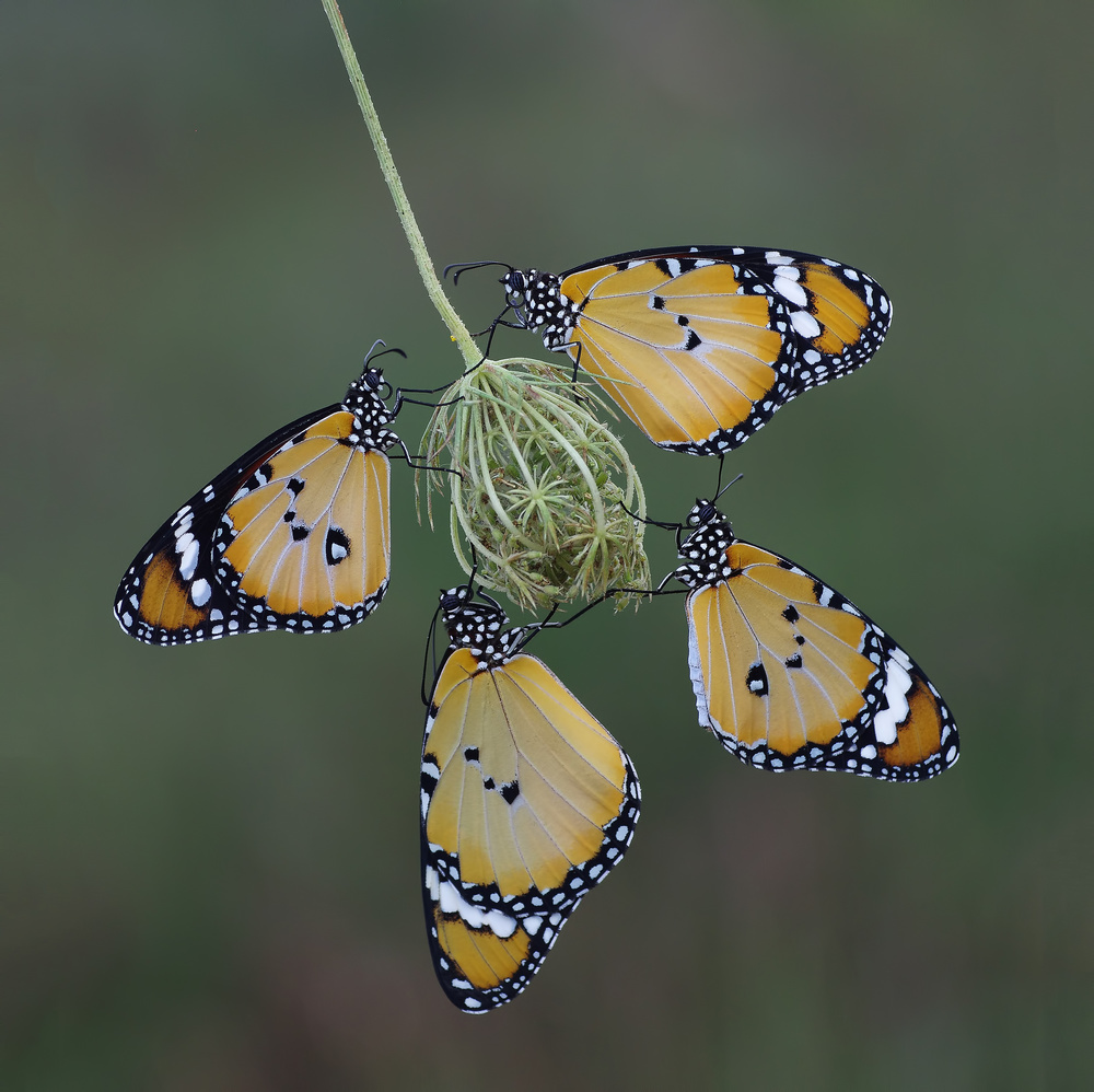 FOUR OF A KIND von Savas Sener