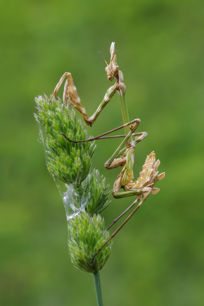 Whats up? von Savas Sener