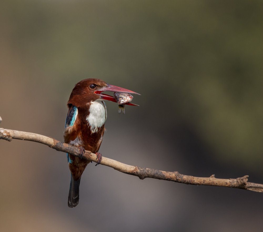 Kingfisher with Fish von Sayantan Banerjee