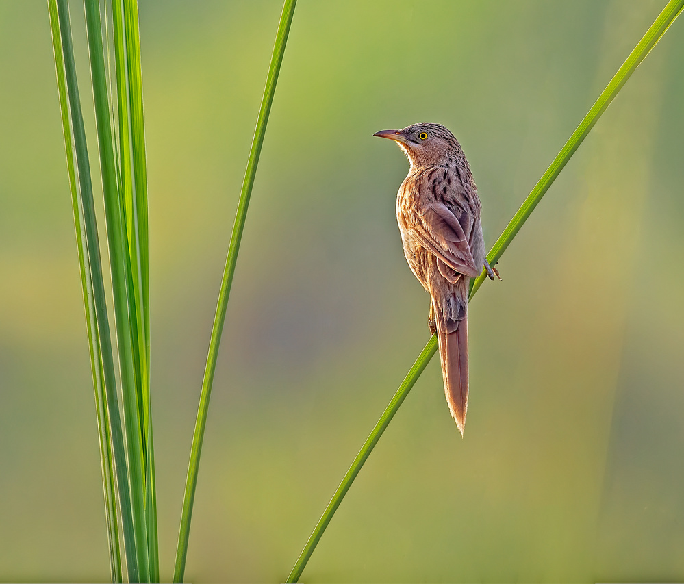 Bebbler von Sayyed Nayyer Reza