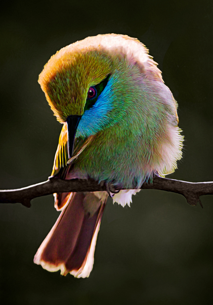 Bee Eater.. von Sayyed Nayyer Reza