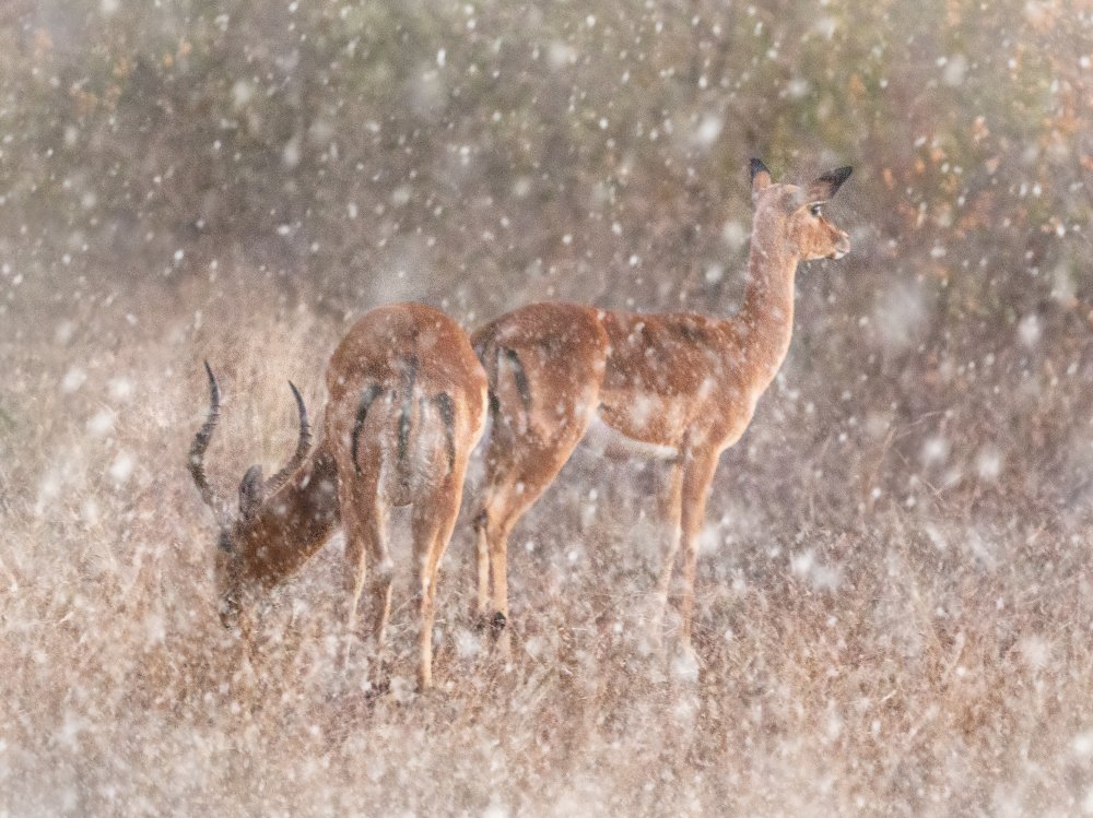 Impalas von Sayyed Nayyer Reza