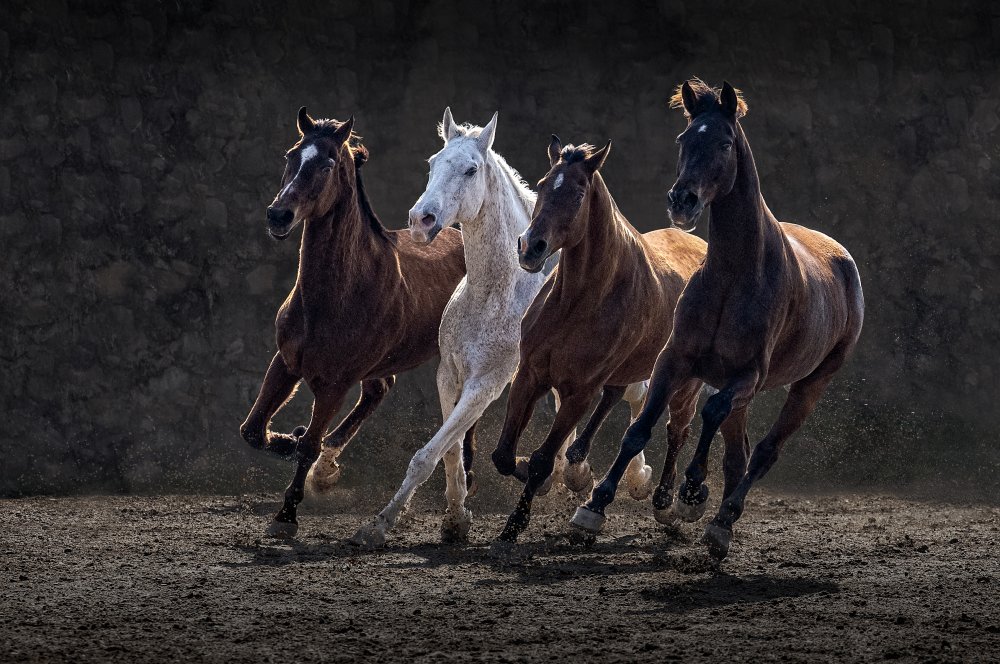 Racing Horses von Sayyed Nayyer Reza