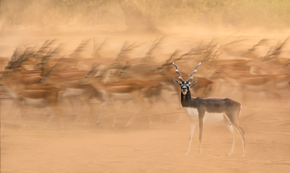 Black Bucks von Sayyed Nayyer Reza