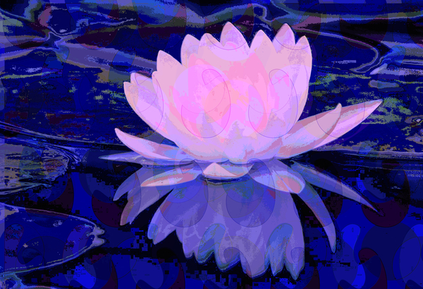 Pink Water Lily von Scott J. Davis