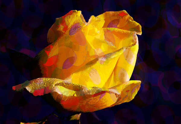 Yellow Rose von Scott J. Davis