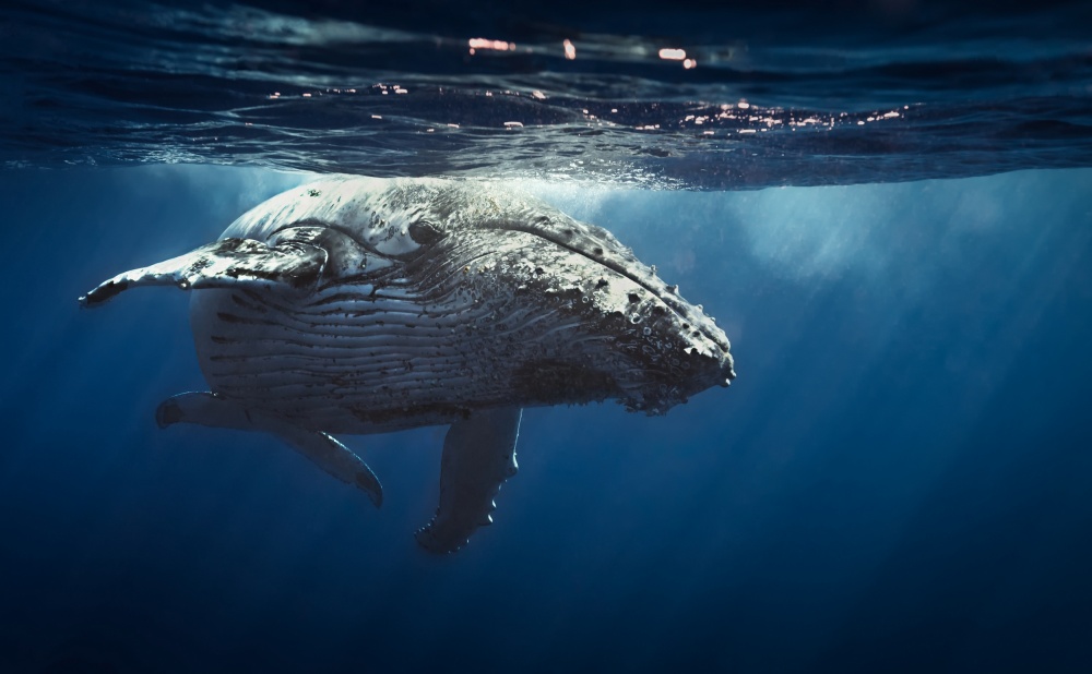 Humpback whales - Réunion island 2014. von Seb