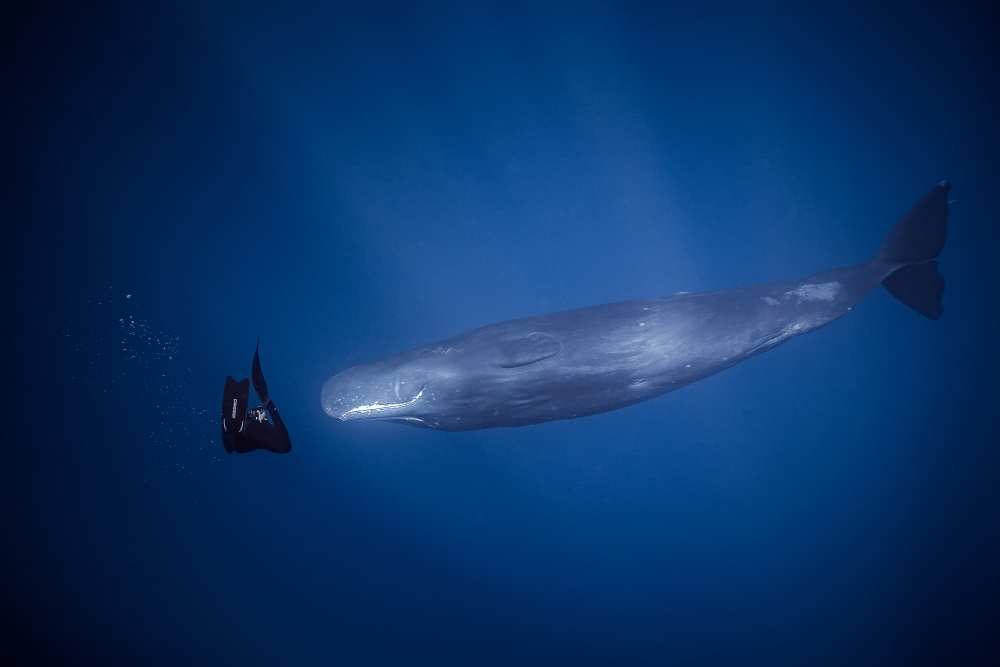 encounter with sperm whales. von Seb