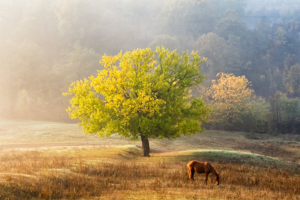 Tree of Life von Sebastian Prioteasa