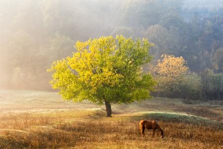 Tree of Life