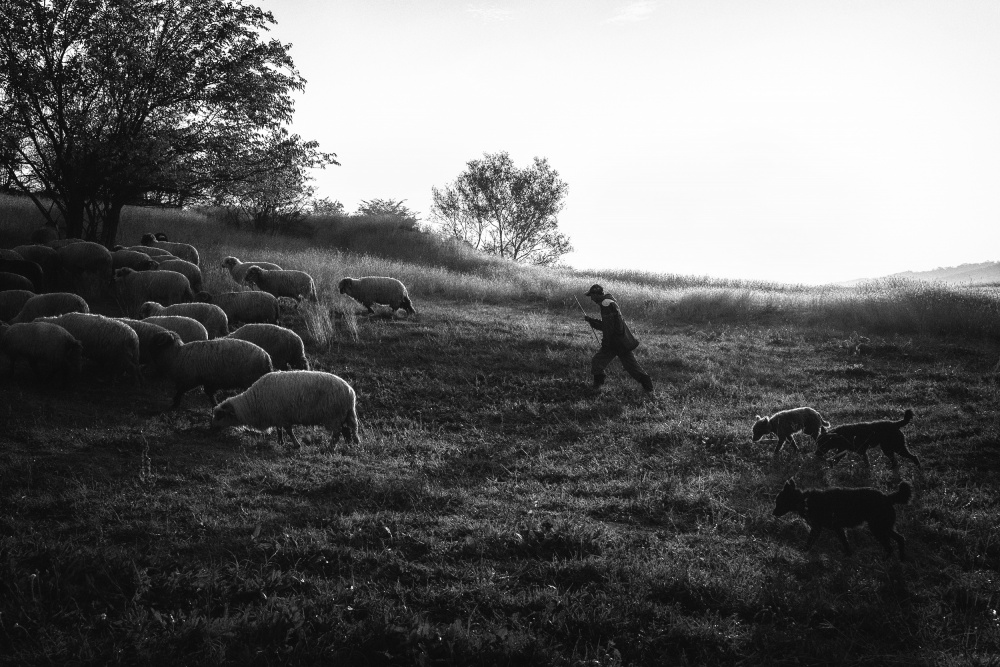 Uphill von Sebastian Prioteasa