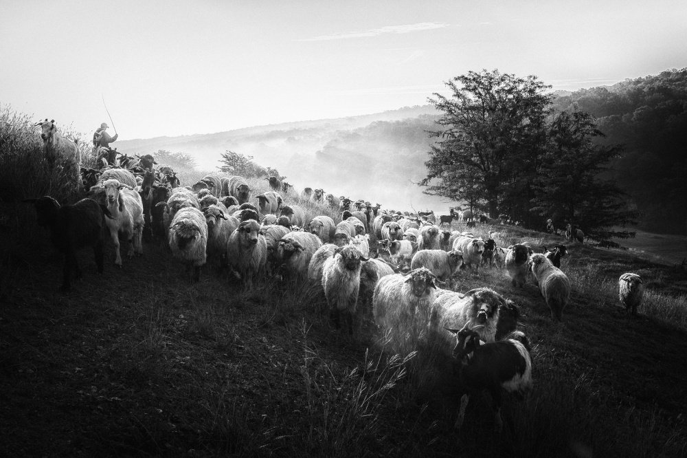 Morning Rituals von Sebastian Prioteasa