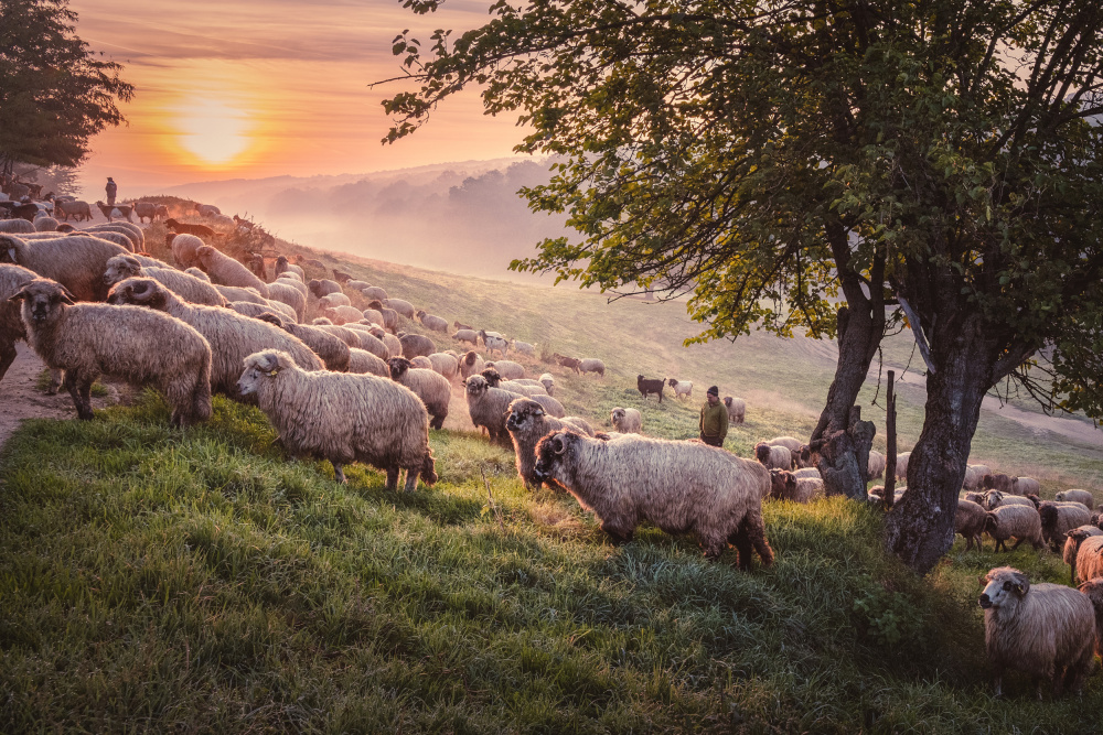 Morning Rituals von Sebastian Prioteasa