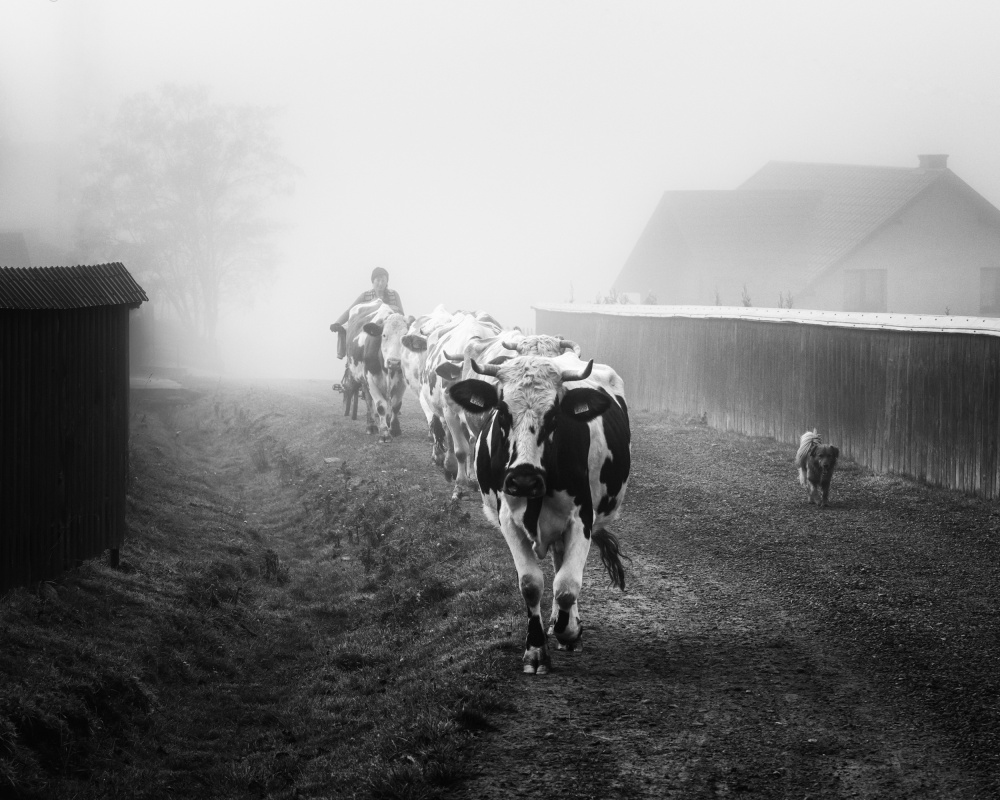 Morning Rituals von Sebastian Prioteasa