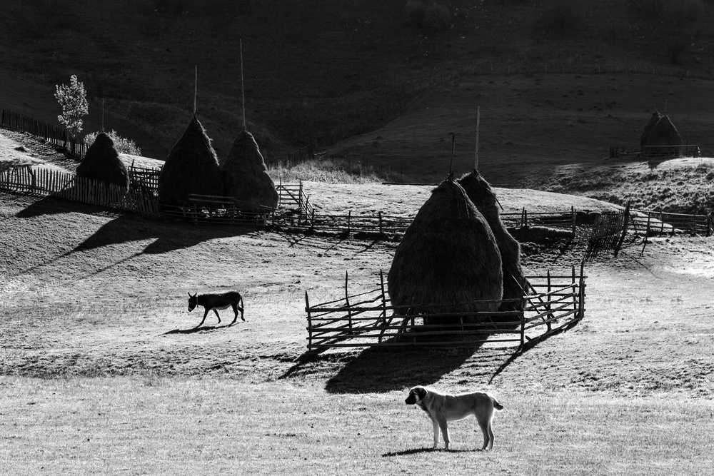 Guarding the Yard von Sebastian Vasiu (Sebastiaen)