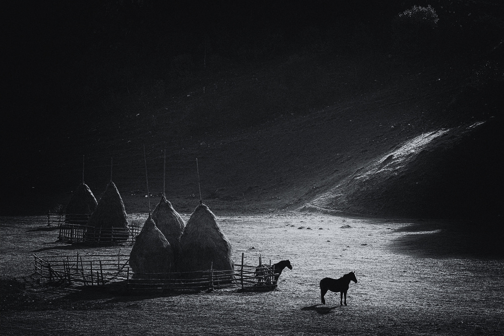 Still Nature von Sebastian Vasiu (Sebastiaen)