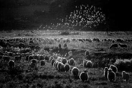 Transhumance