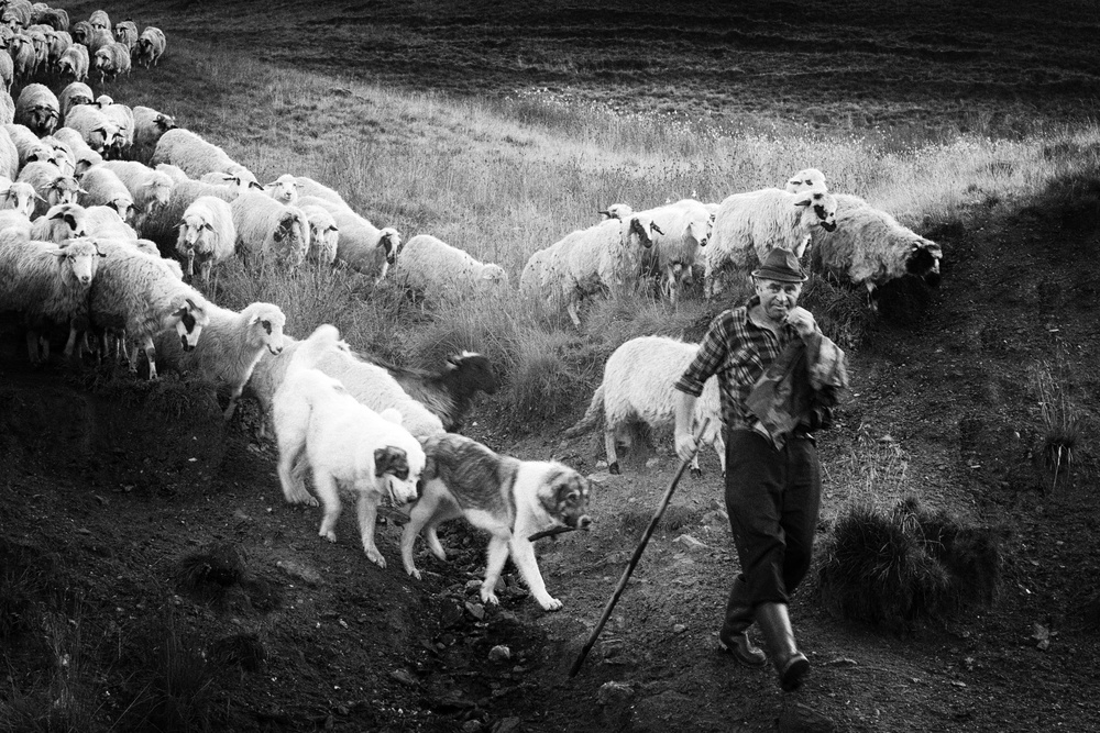 Transhumance von Sebastian Vasiu (Sebastiaen)