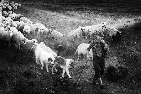 Transhumance