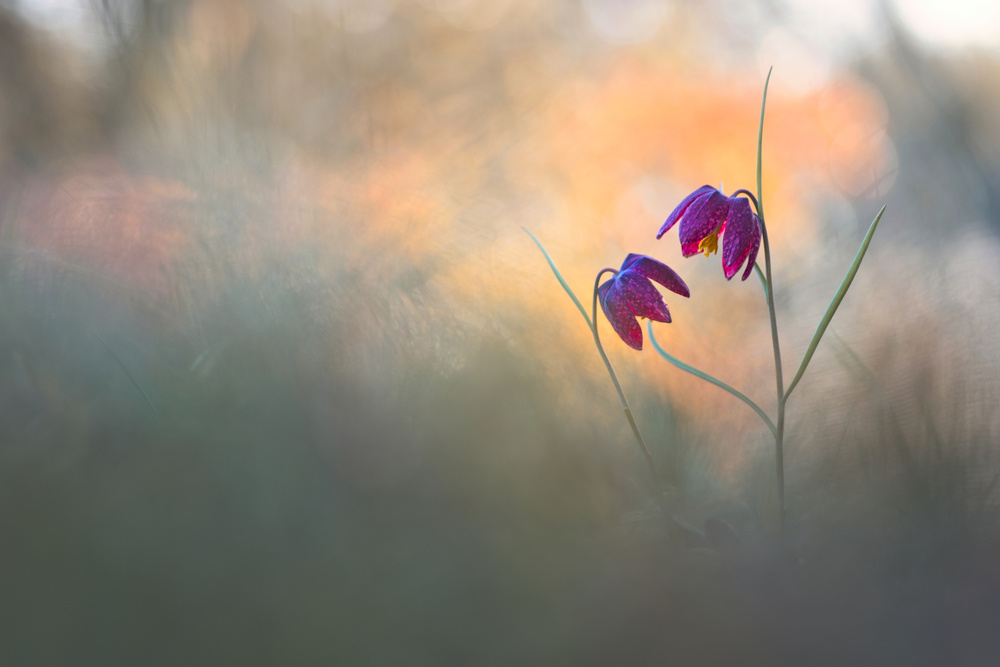 Spring danse von Sebastien Blomme