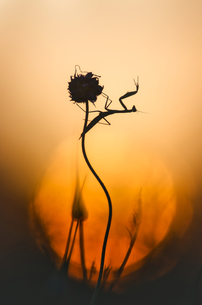 Silhouette von Sebastien Blomme