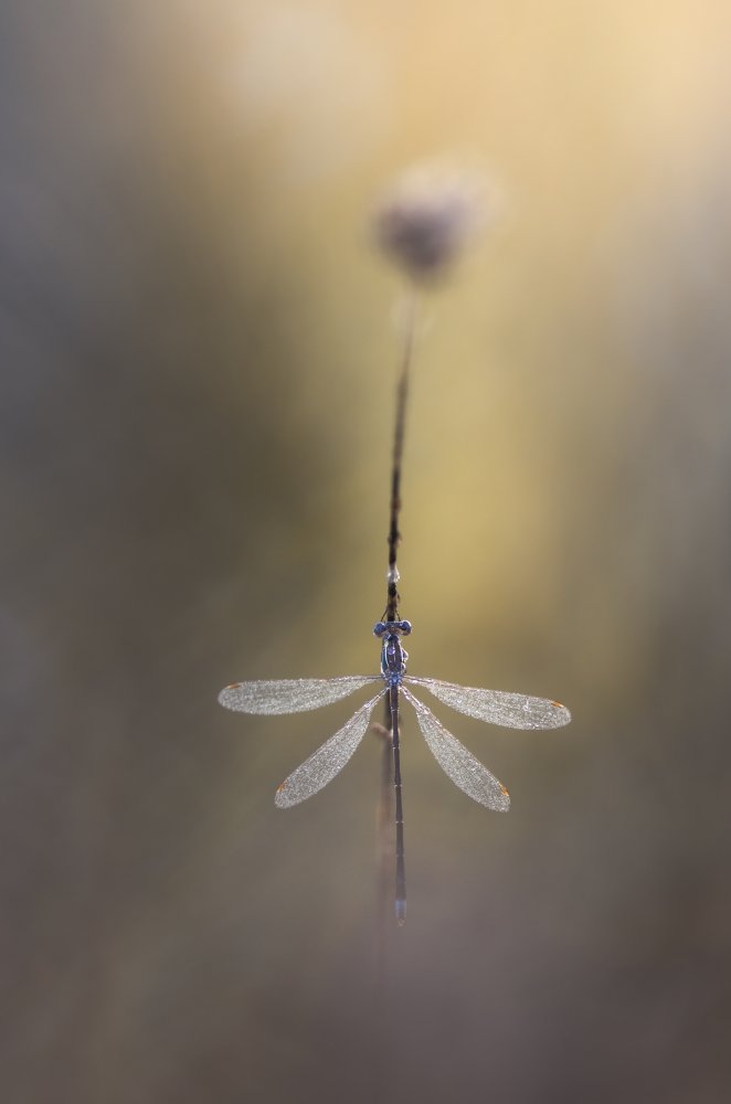 Symmetry von Sebastien Blomme