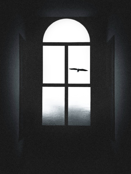 Bird in the window von Selami TAS