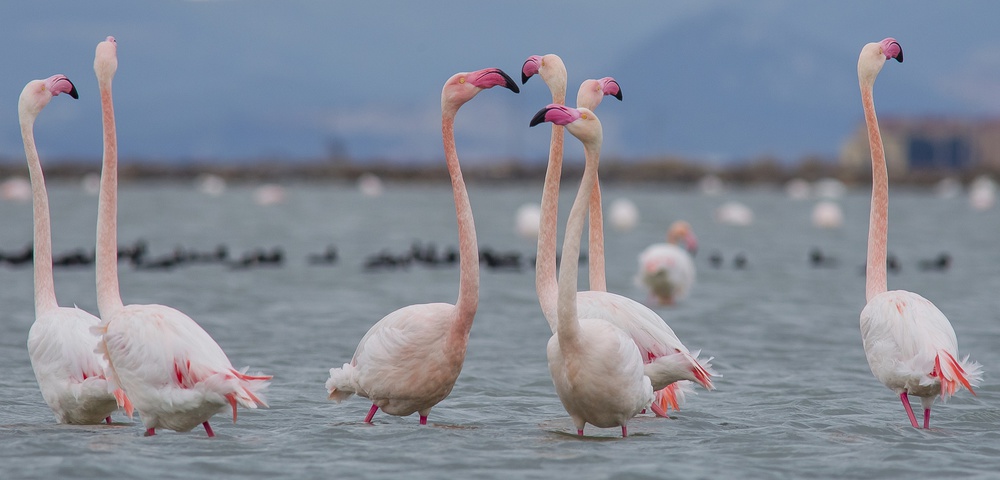 Greater flamingo von Selim Kaya