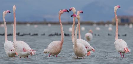 Greater flamingo