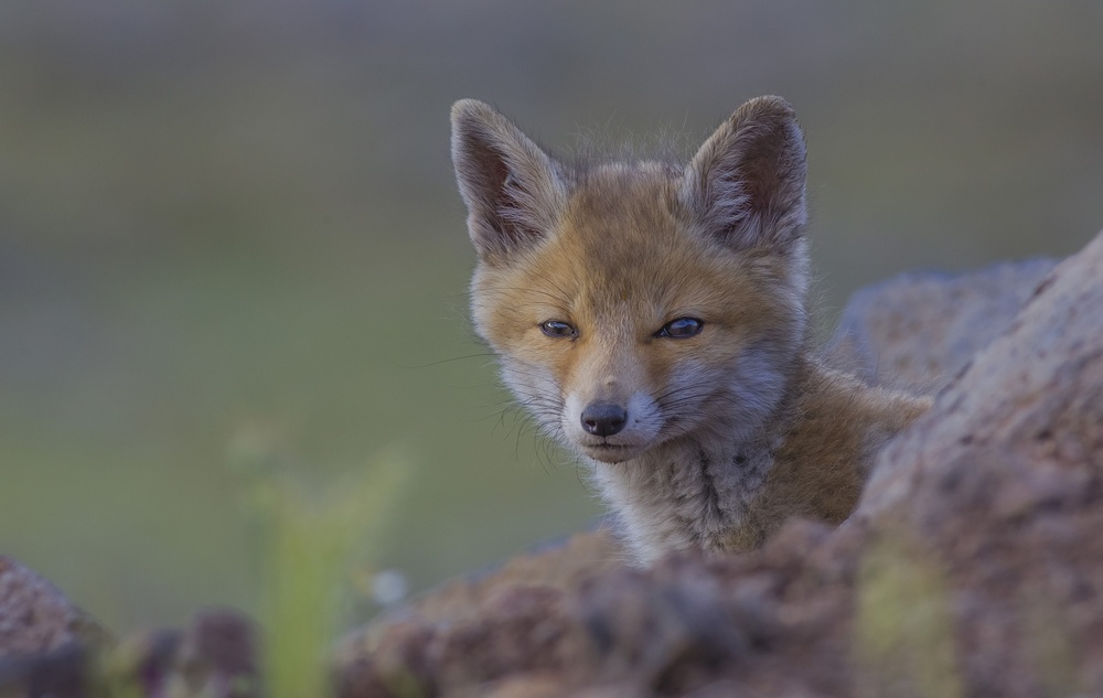 Vulpes Vulpes von Selim Kaya