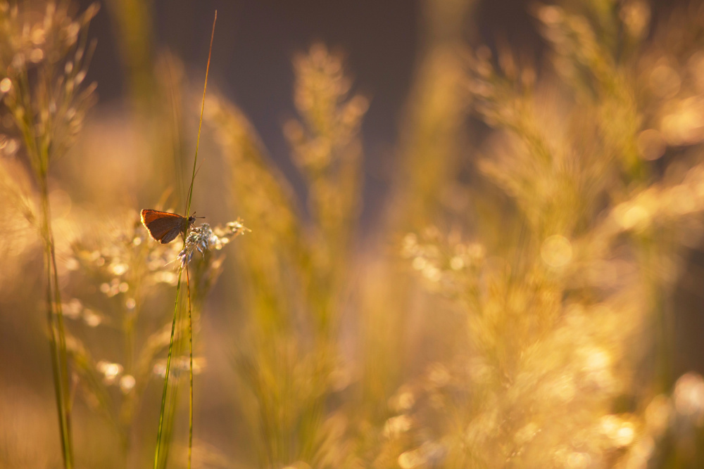 Bokeh von Serge