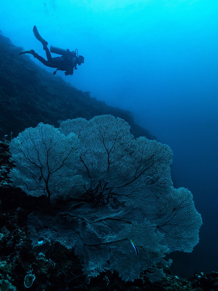 Looking for sharks von Serge Melesan